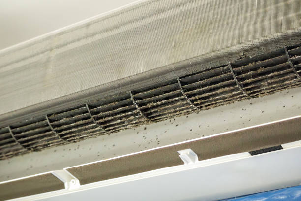 Best Air Duct Mold Removal  in Clovis, NM